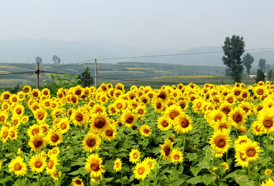 ����Կh��ƺ�l(xi��ng)����