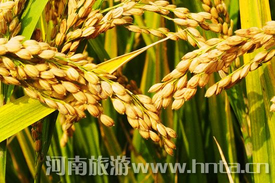 �����l(xi��ng)�خa(ch��n)��ԭ�(y��ng)����