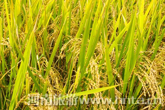 �����l(xi��ng)�خa(ch��n)��ԭ�(y��ng)����