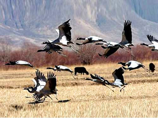 �����^�B����(d��ng)�r����׽���� �Ĕz��(y��u)��