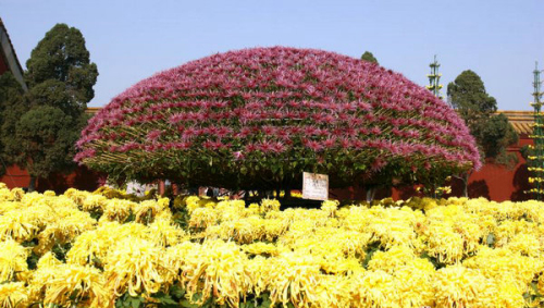 �p�չ��ԣ����ﻨ���  �p��������