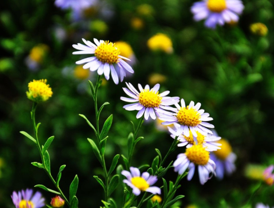 �p�չ��ԣ����ﻨ���  �p��������