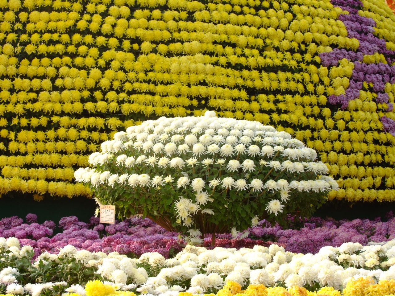 金秋賞菊開(kāi)封城 2013開(kāi)封菊展攻略