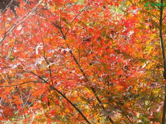 ʡ��(n��i)������{�p�t�~��ȥ�ٵ�