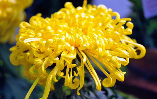 �ڶ����Ї��ջ��廨ˇ�g(sh��)չ�����ں��@�e��