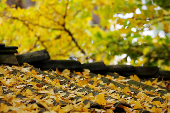 11�²��ò�ȥ�ć���(n��i)���T���ε�