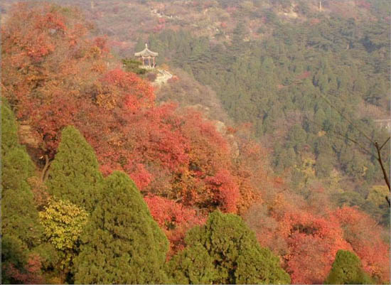 �ž����(y��ng)ȥ�Ǹ� ��(gu��)��(n��i)��ɽ��ȥ̎