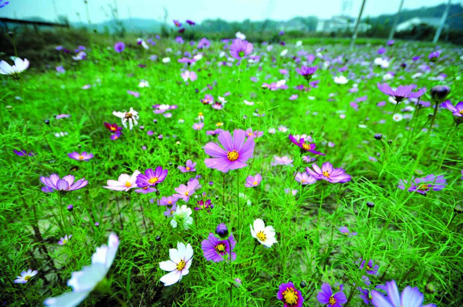 ���(y��ng)���ã�һĨ������Ї�(gu��)��