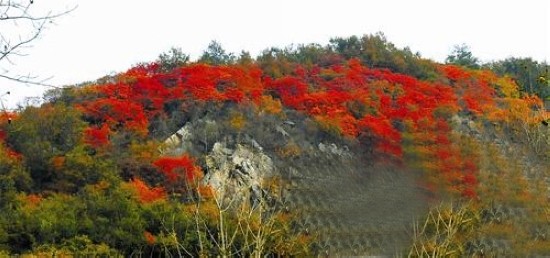 ���ڮ����� ��䮋����Ŀɽ