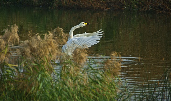 ���������Z�w�R���T�{Խ�� ��(sh��)��(n��i)����m(x��)���R