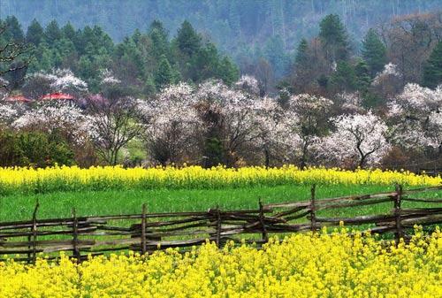 �Ї�����ʮ��ɭ��