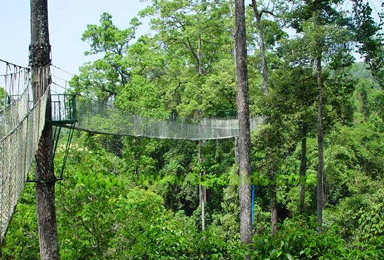 �Ї�(gu��)����ʮ��ɭ��