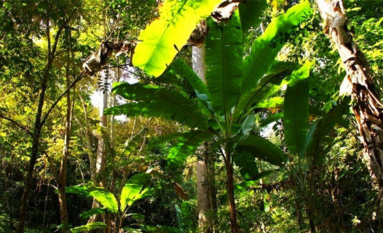 �Ї�(gu��)����ʮ��ɭ��