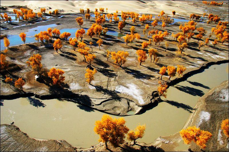 �Ї�����ʮ��ɭ��