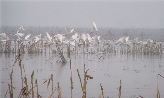 �e�e�����@��(g��)�����҂��淭����