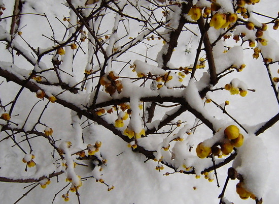 ��������   �G���@ �������񹫈@