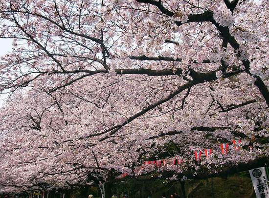 �ѻ����� ���ѻ� �_������ɽ