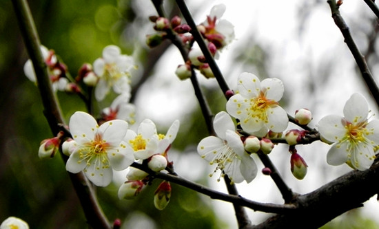 �����p�滨 �ؑc�����滨