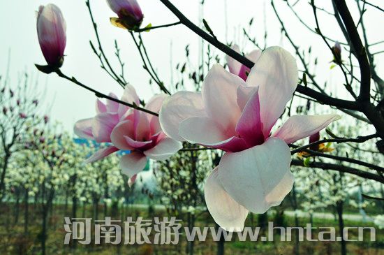 ����۳�꣺ꖴ����� �p������(d��ng)�r(sh��)