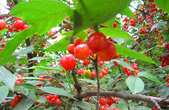 �����p����·����