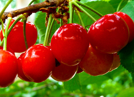 ����ϲ���� �p���S����