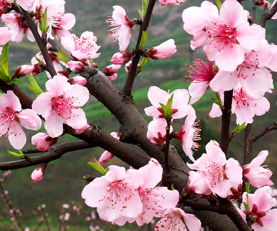 ����ϲ���� �p���S����