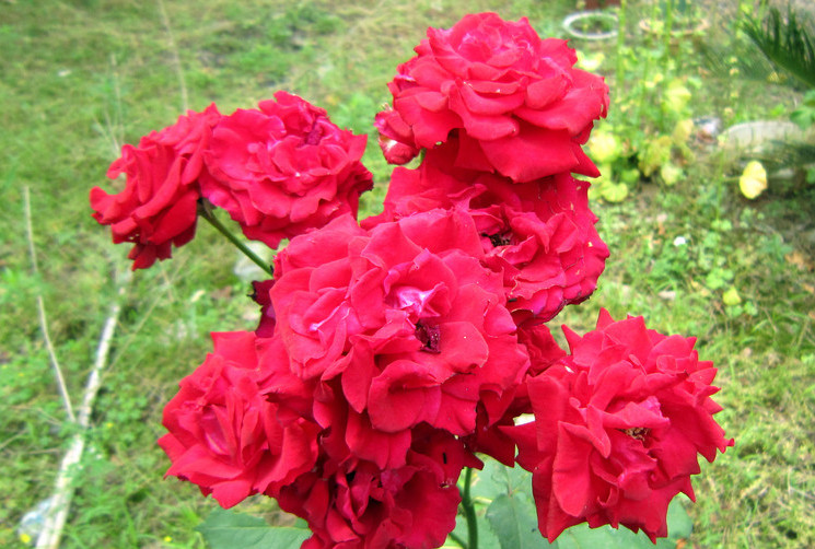 鄭州發(fā)放月季花花苗