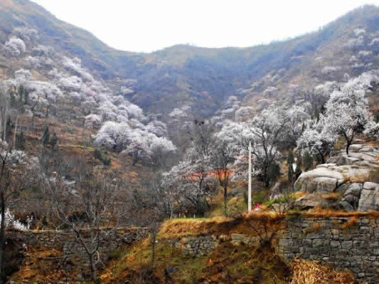 �����p�ӻ�����ɫ�M(m��n)�@�P(gu��n)��ס һ֦�t�ӳ�����(l��i)