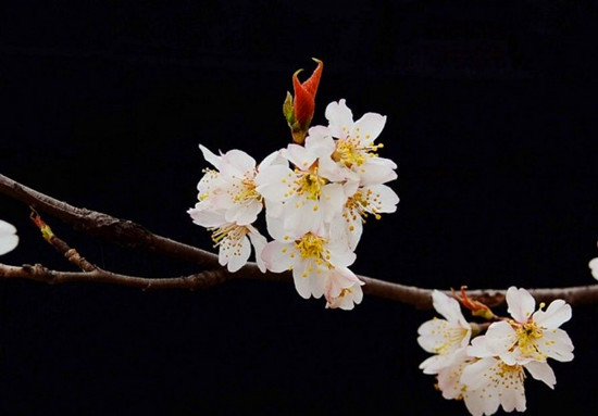 �����p�ӻ�����ɫ�M�@�P��ס һ֦�t�ӳ�����