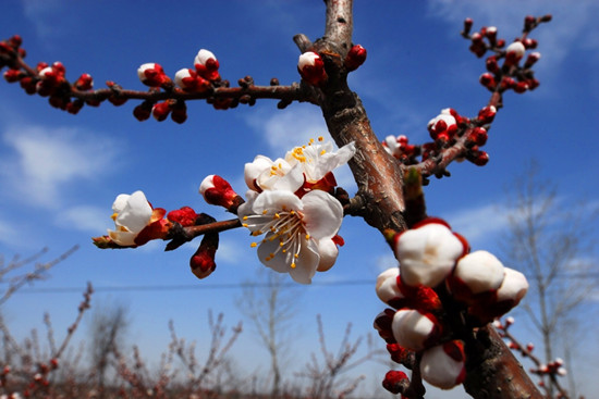 �����p�ӻ�����ɫ�M�@�P(gu��n)��ס һ֦�t�ӳ�����