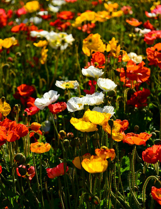 ���ǟo(w��)̎���w�� �����Ļ�