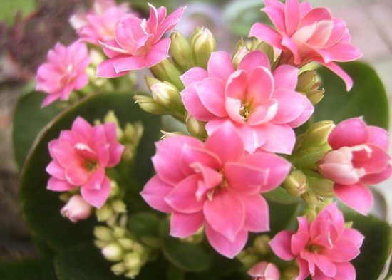 ��ɳ���t(y��)Ժ ���Ļ�