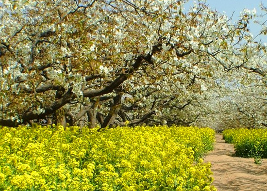 ǧ���f���滨�_ ���������p�滨