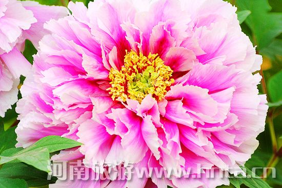 ���ش���˳��� ̤�����Ӹ�����