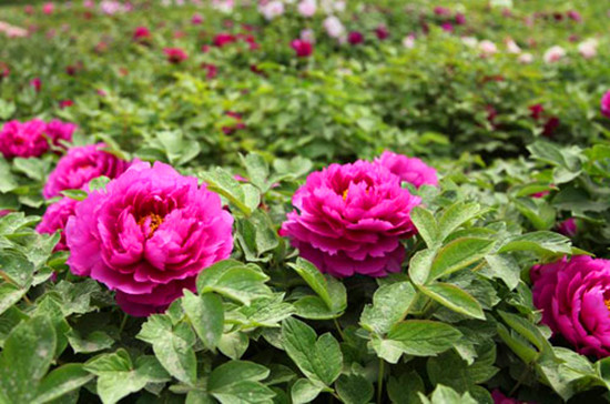 ����ֲ��@��(n��i)�f��ǧ�t ĵ����ˎ�����涷�G