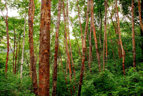 ���(y��ng)������������ů���_(k��i)�����������C(j��)�����T(m��n)Ʊ