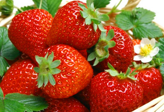 ���M(j��n)���ܲ�ݮ���� ��һ���ܲ�ݮʢ��