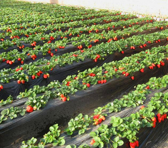 ���M(j��n)���ܲ�ݮ���� ��һ���ܲ�ݮʢ��