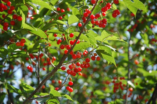 �S��۳�꣺�t���� ����ժ