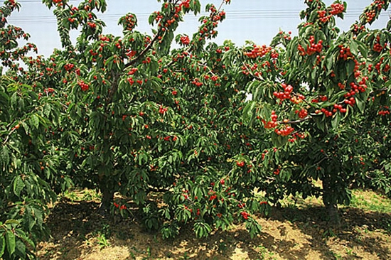 �S��۳�꣺�t���� ����ժ