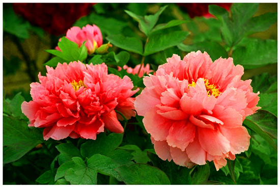 ���ĵ����չ