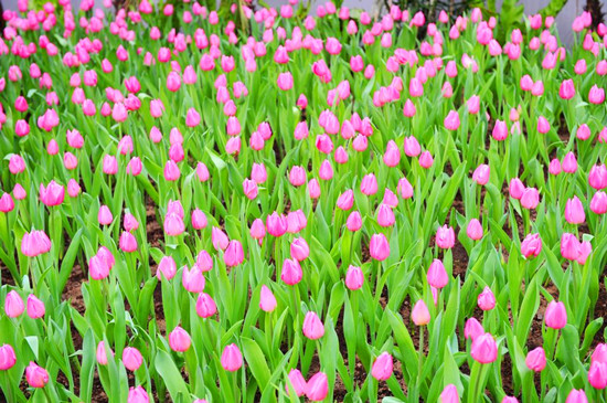 春賞郁金香何必到荷蘭 河南觀賞地推薦