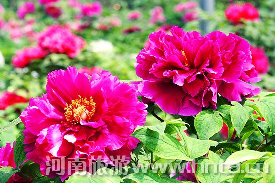 ��(m��ng)���Ƴ� ���R(sh��)ĵ��