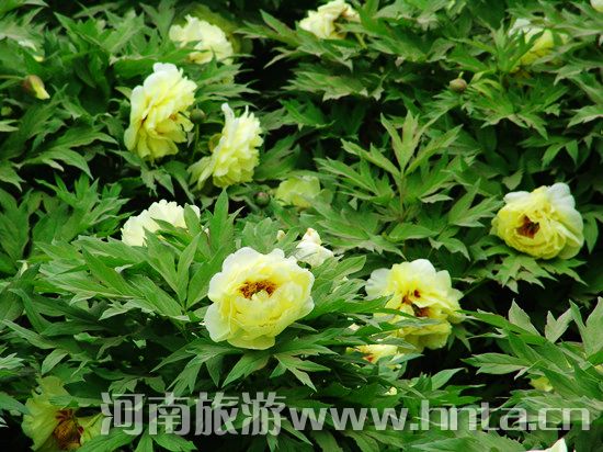 ��(m��ng)���Ƴ� ���R(sh��)ĵ��