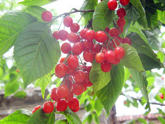 �f�����ҵ���ժ