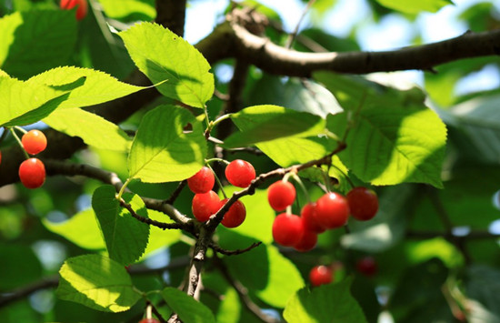 ����ժ���� ���ϲ�ժ�����]