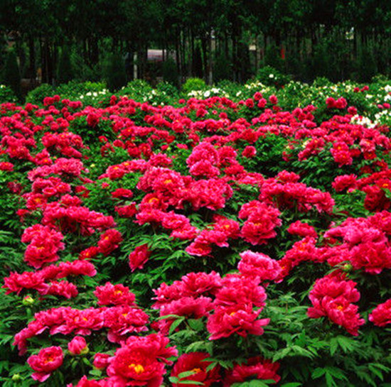 Ů���绨 �S����������p��ȥ