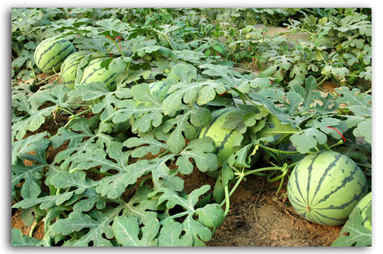 �ھŌ���Ĳ���Ϲ�(ji��)�_Ļ ����һ��