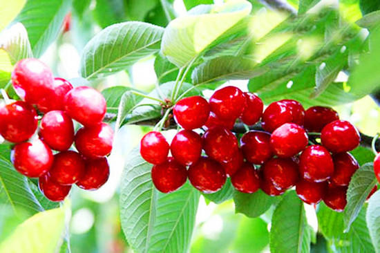 �������Ҝ� �옷�l(xi��ng)����