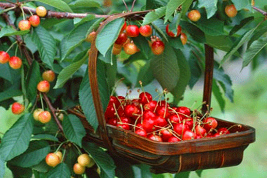 �������Ҝ� �옷�l(xi��ng)����